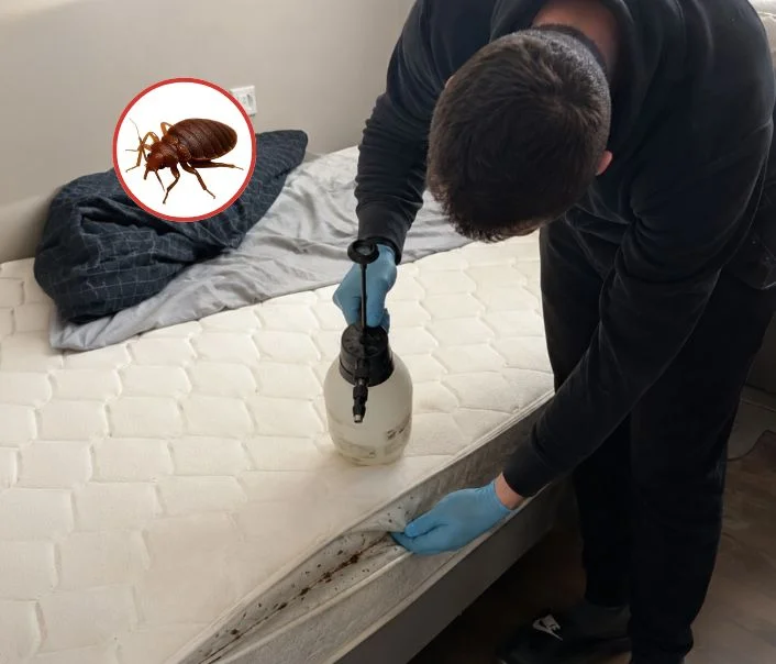Technicien traitant un matelas contre les punaises de lit à Bellefontaine